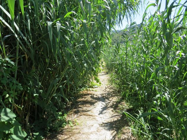 kurz nach Ripa führt der Weg durch eine Schilf- und Bambuslandschaft