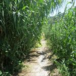 kurz nach Ripa führt der Weg durch eine Schilf- und Bambuslandschaft