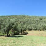 Olivenbäume soweit das Auge reicht