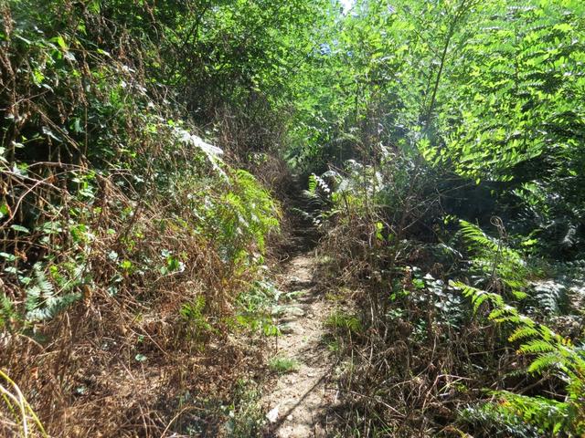 die Via Francigena führt uns nun durch dichtes Buschwerk