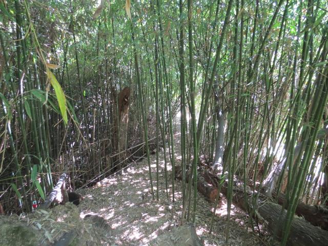 Bambus mit einer Höhe von ca.10m können wir bestaunen