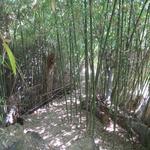 Bambus mit einer Höhe von ca.10m können wir bestaunen