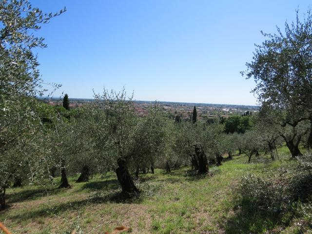 Blick über Olivenbäume Richtung Camaiore, unser heutiges Ziel