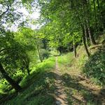 über einen schönen Wald laufen wir nun Richtung Montemagno