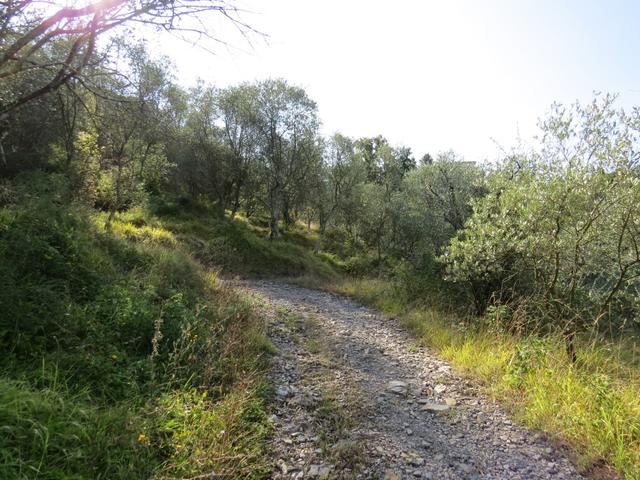 steil führt der Weg in Kurven durch einen Olivenhain aufwärts