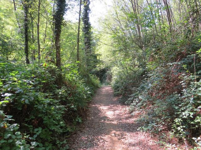 der schöne und zum Glück kühlere Waldweg, führt uns nun Richtung Piazzano