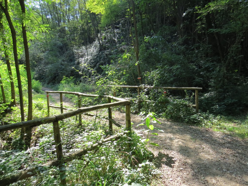 der schöne und breite Waldweg führt uns schweisstreibend hinauf nach Piazzano