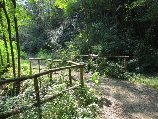 der schöne und breite Waldweg führt uns schweisstreibend hinauf nach Piazzano