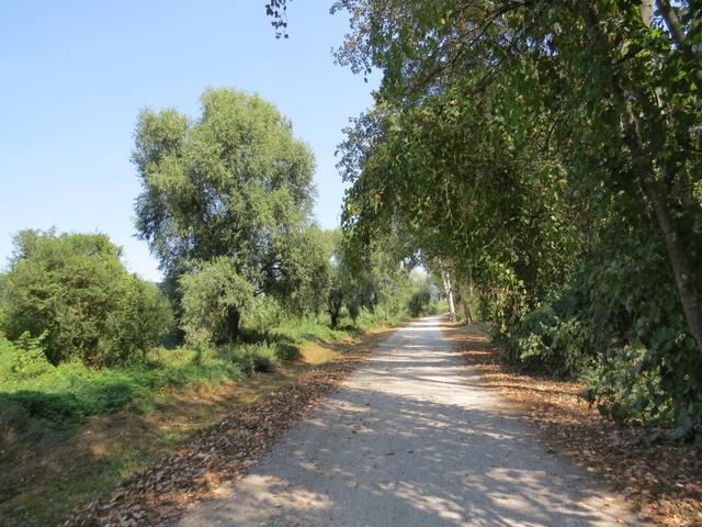 diese Streckenführung ist perfekt gewählt worden. Ohne störenden Strassenverkehr geht es Richtung Altstadt von Lucca