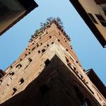 der Guinigiturm ist der wichtigste Geschlechterturm von Lucca und einer der wenigen erhaltenen innerhalb der Stadt