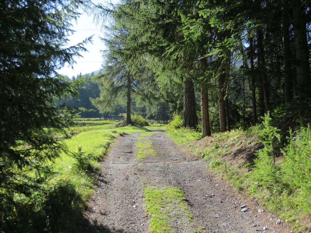 ...und wandern auf einem Alpsträsschen durch Wiesen und erreichen bald den Wald