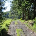 ...und wandern auf einem Alpsträsschen durch Wiesen und erreichen bald den Wald