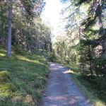 ab hier führt der Waldweg über grössere Schleifen steiler aufwärts