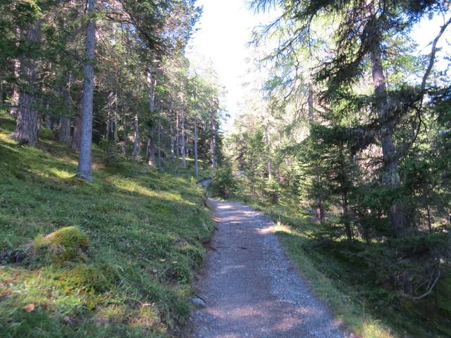 ab hier führt der Waldweg über grössere Schleifen steiler aufwärts