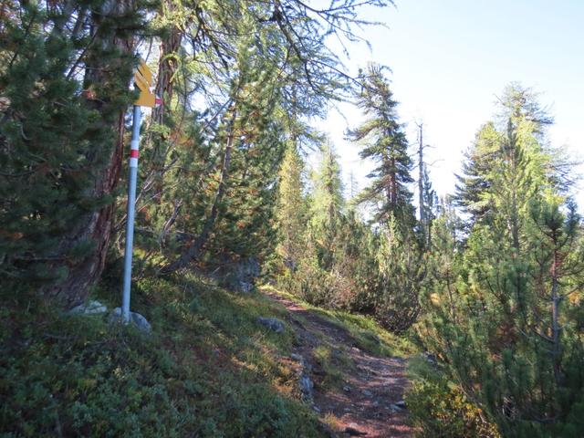 durch einen nun lichten Lärchenwald, erreichen wir die Weggabelung Punkt 2109 m.ü.M.