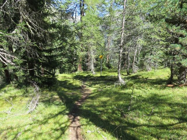 bald erreichen wir die Weggabelung bei Punkt 2082 m.ü.M. Von rechts stösst der Wanderweg von der Chamanna Cluozza hinzu