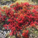 eine spezielle Zierde ist diese Pflanze im Herbst:" Alles aber überstrahlt siegreich die Alpen-Bärentraube...