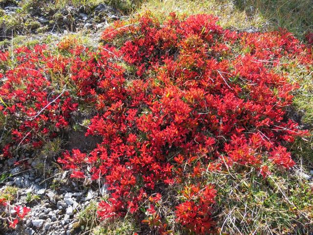 eine spezielle Zierde ist diese Pflanze im Herbst:" Alles aber überstrahlt siegreich die Alpen-Bärentraube...