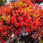 ...durch die innerliche Glut ihrer leuchtend roten Herbstblätter: wie schön gefranste rote Teppiche...