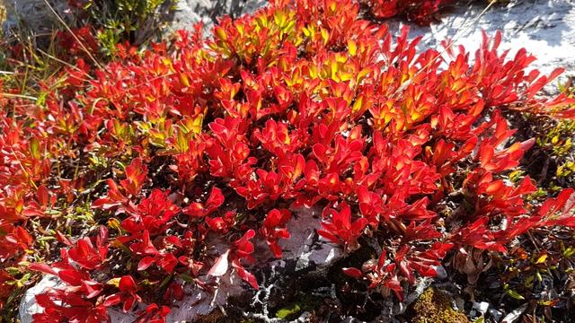 ...durch die innerliche Glut ihrer leuchtend roten Herbstblätter: wie schön gefranste rote Teppiche...