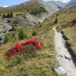 auf dem ganzen Teilstück erfreut uns die Alpen-Bärentraube mit seinen glutroten Blätter