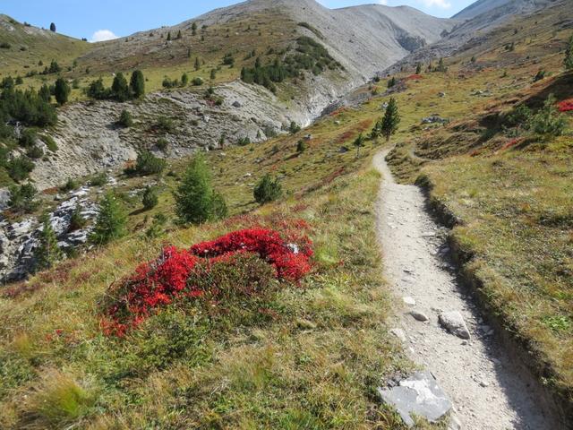 auf dem ganzen Teilstück erfreut uns die Alpen-Bärentraube mit seinen glutroten Blätter