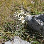 immer wieder entdecken wir während dem Aufstieg Edelweiss