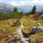 der wunderschöne Wanderweg führt uns durch einen lichten Lärchenwald abwärts