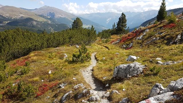 der wunderschöne Wanderweg führt uns durch einen lichten Lärchenwald abwärts