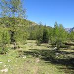 wir durchqueren die sehr schöne von Lärchen durchsetzte Alp Palü