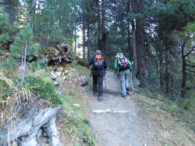 am Taleingang des Val Morteratsch führt uns der Weg zuerst durch ein Wäldchen