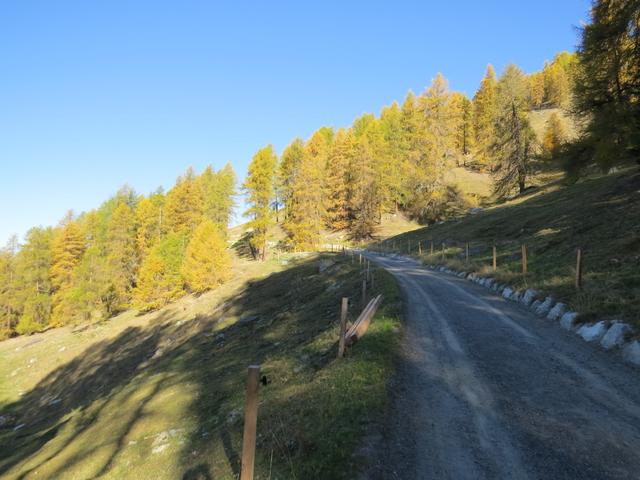 über ein Waldsträsschen erreichen wir bei Punkt 2011 m.ü.M. eine grosse Kehre