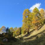 ..wenn sich die Lärchen im Herbst verfärben