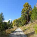 wir wandern nun auf einer Forststrasse, auf gleich bleibender Höhe, weiter geradeaus