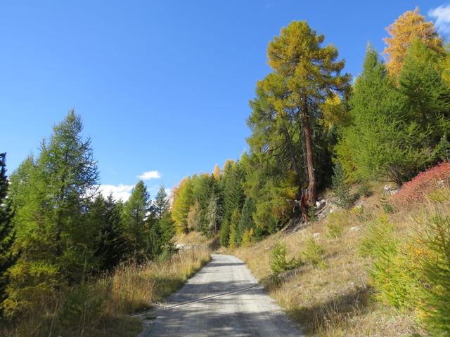 wir wandern nun auf einer Forststrasse, auf gleich bleibender Höhe, weiter geradeaus