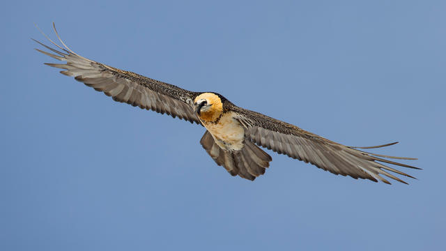 ...fliegt ein Bartgeier ein paar Meter über unsere Köpfe vorbei