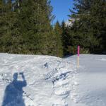 ...tauchen wir danach in den Schwarzwald 1560 m.ü.M. hinein