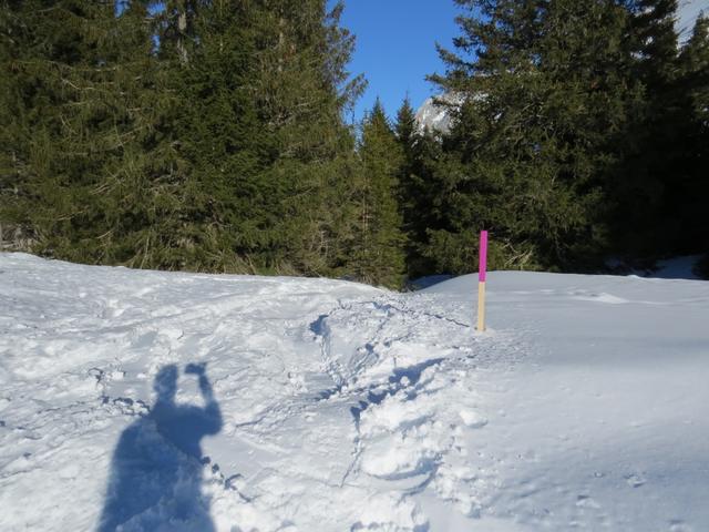 ...tauchen wir danach in den Schwarzwald 1560 m.ü.M. hinein