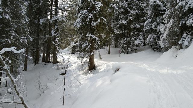 wir durchqueren den Dündenessli Wald