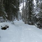 die verschneite Alpstrasse führt uns weiter zur grossen Kehre bei Punkt 1527 m.ü.M.