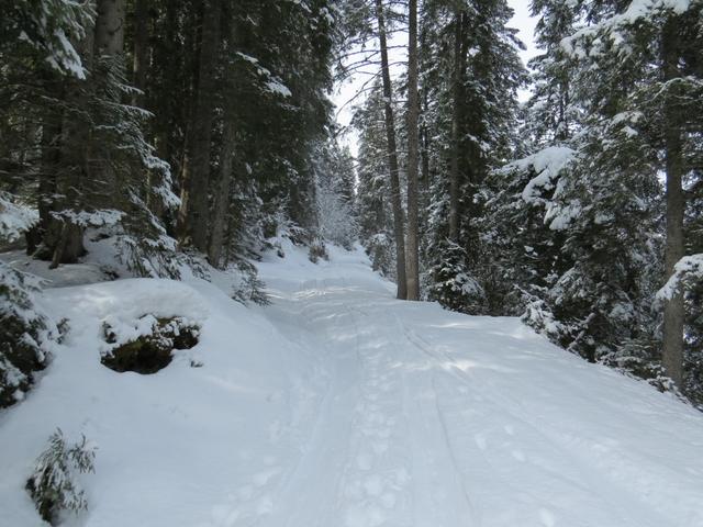 die verschneite Alpstrasse führt uns weiter zur grossen Kehre bei Punkt 1527 m.ü.M.