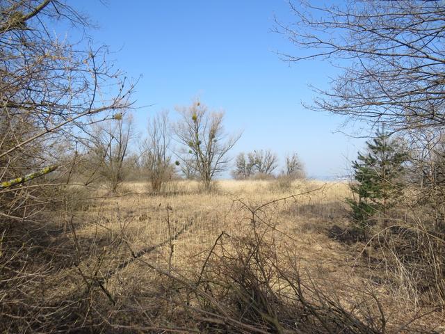 Blick über das Schilfgebiet zum Bodensee