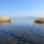 immer wieder schöne Blicke zum Bodensee