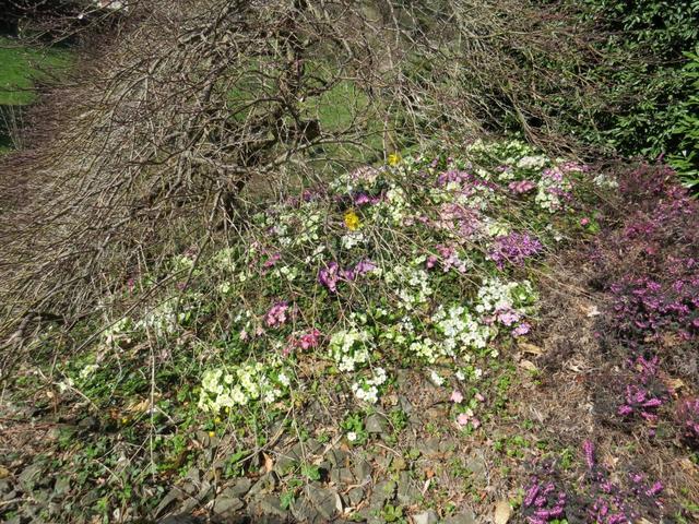 die ersten Frühlingsblumen (Primeln) sind ersichtlich