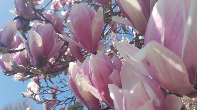 über unsere Köpfe blühen die Magnolien. Die gleiche Sorte wie bei uns auf dem Gartensitzplatz