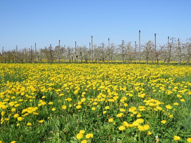 über schöne Wiesen erreichen wir den Bauernhof Sunnehüsli