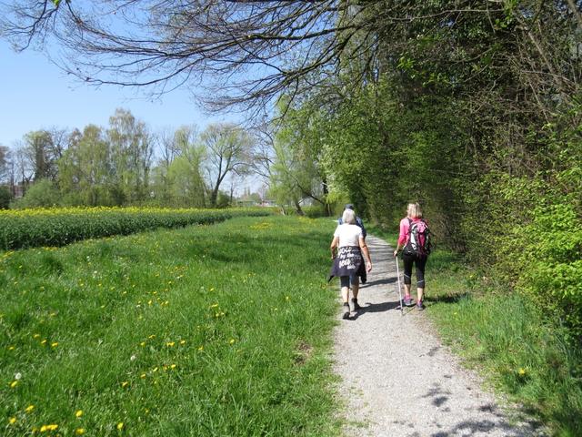 an blühenden Rapsfelder entlang, laufen wir Richtung Landschlacht