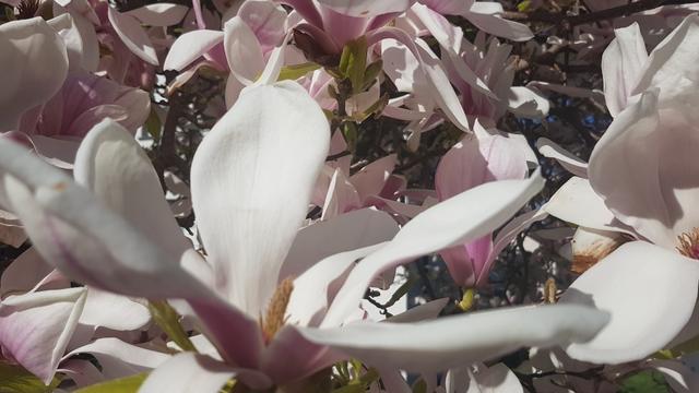 wir bestaunen wunderschöne Magnolienbäume