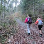 kurz danach tauchen wir in den Brustwald hinein