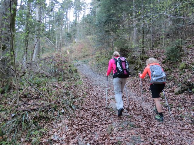 kurz danach tauchen wir in den Brustwald hinein